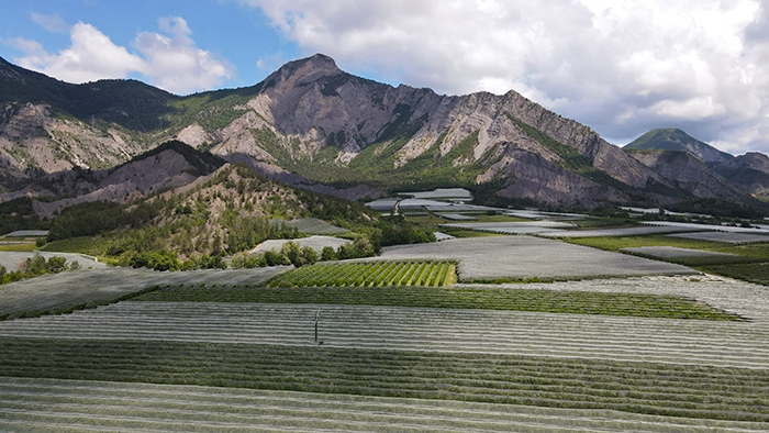 panorama des vergers n°1